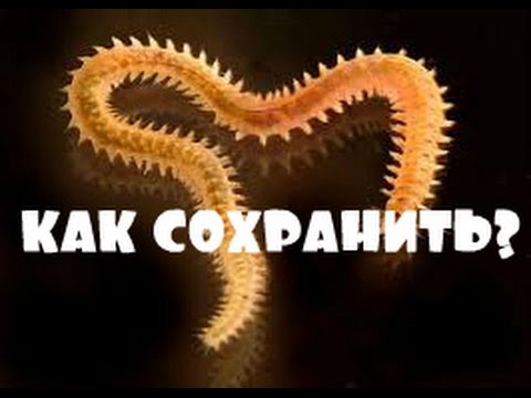 Видео: Рыбалка. Мои снасти на рыбу пеленгас и хранение морского червя "Нереис"