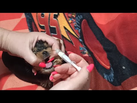 Видео: Как правильно сделать обработку от глистов у щенков Йорка