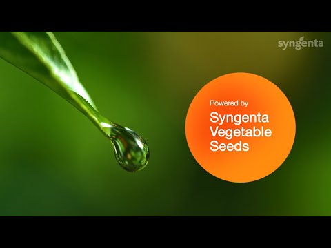 Видео: Достижения в селекции томатов по контролю вируса ToBRFV- Syngenta Vegetable Seeds 🍅