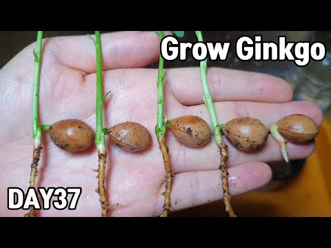 Видео: Как вырастить дерево гинкго из семян❤️