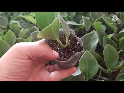 Видео: Каланхоэ ва пеперомия черинкалари илдизлади