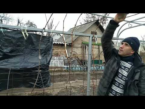 Видео: Обрезка, формировка и укрытие винограда на комбинированной конструкции. Сезон 2020