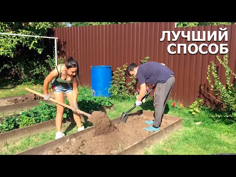 Видео: Как защитить грядки от кротов