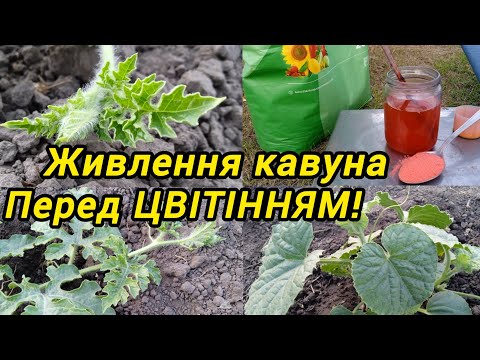 Видео: Чим підживити кавун перед ЦВІТІННЯМ?