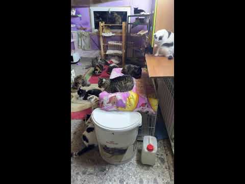 Видео: «ЛИС» - Дом помощи животным в прямом эфире!