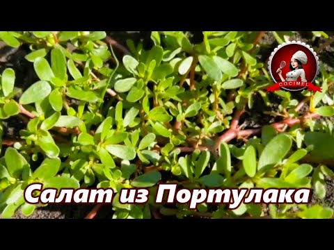 Видео: Салат из Портулакa: идеальный летний рецепт!