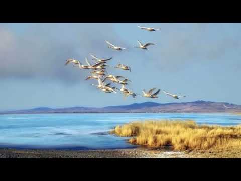 Видео: Ауылымды сағындым, бауырымды сағындым