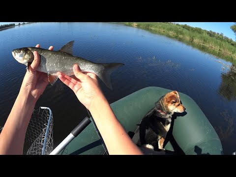 Видео: ПЛЫЛИ ЗА ЩУКОЙ НО ПОЙМАЛИ  СЕРЕБРЯНУЮ РЫБУ!!!