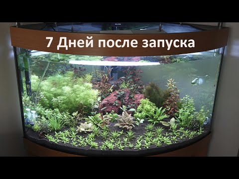 Видео: Травник, 7 дней после запуска