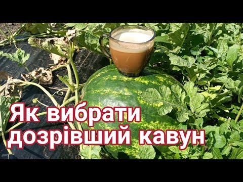 Видео: Чи стиглий кавун? 🍉#pozitiff_garden #garden #watermelon #кавун #стиглийкавун #🍉 #солодкийкавун