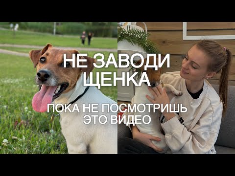 Видео: Что нужно знать, чтобы завести собаку. Не заводи щенка, пока не посмотришь это видео!