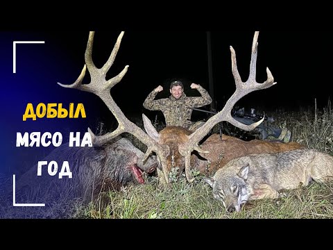 Видео: Добыл мясо на год: олень, кабан и матерый волк