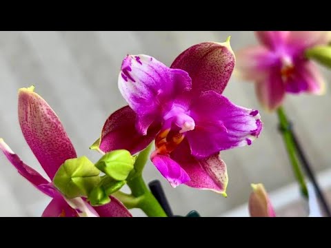 Видео: Покупаем вместе невероятные орхидеи. Присоединяйтесь. Теплая отправка зимой.