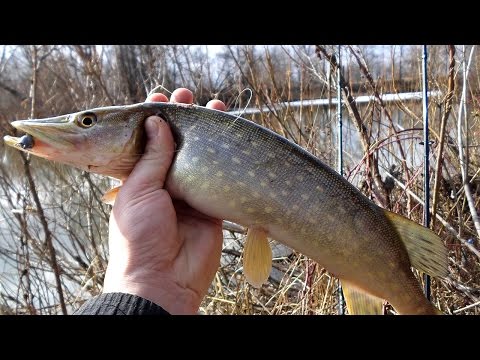 Видео: Ловля щуки в марте. Джиг на малой реке