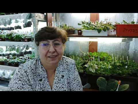 Видео: Фиалка не цветет? Напугайте ее!!!