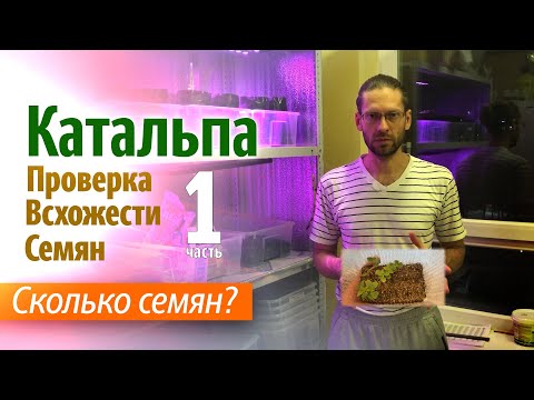 Видео: Выращиваем Катальпу из семян. Проверка всхожести семян Катальпы. Часть 1