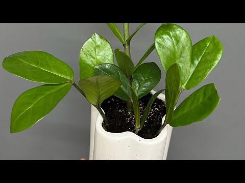 Видео: Замиокулькас выдал клубни за 2 месяца. Максимально быстро. Zamioculcus . Plant at home