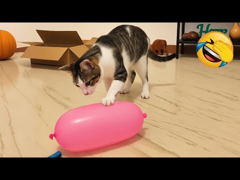Видео: Умираю от смеха! 😂 Самые смешные собаки и кошки 😹🐶 Часть 9