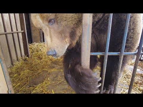 Видео: Мансуркины шалости или почему теперь нужен новый забор❓❓❓