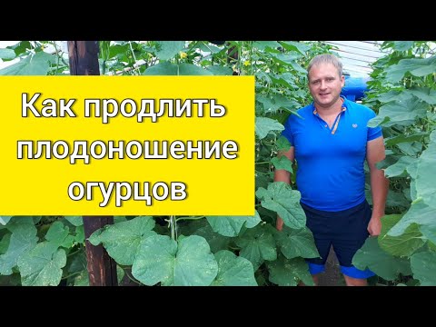 Видео: Как продлить плодоношение огурцов