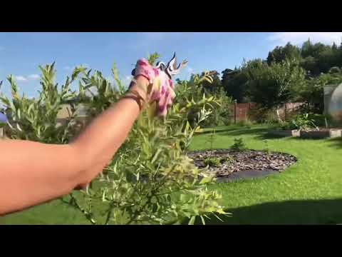 Видео: Как росла и менялась Ива Хакуро Нишики в течении сезона! Salix integra Hakuro Nishiki 🌱