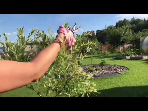 Видео: Как росла и менялась Ива Хакуро Нишики в течении сезона! Salix integra Hakuro Nishiki 🌱