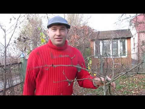 Видео: ОБРЕЗКА ОСЛАБЛЕННЫХ МОЛОДЫХ ГРУШ.
