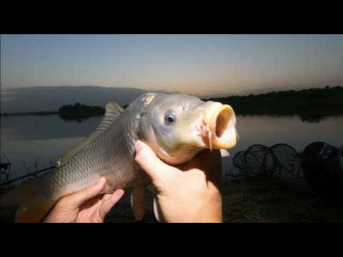 Видео: Рыбалка с ночевкой//Рыбалка в ураган//Рыбалка на сазана