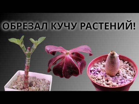 Видео: Безумные изменения в коллекции