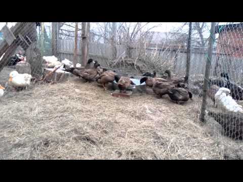 Видео: Редкие породы уток. Утки "Хаки Кэмпбелл" в хозяйстве "Хорошо живём".