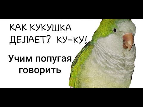Видео: КАК КУКУШКА ДЕЛАЕТ? КУ-КУ!   УЧИМ ПОПУГАЯ ГОВОРИТЬ.  УРОК ДЛЯ ПОПУГАЯ.