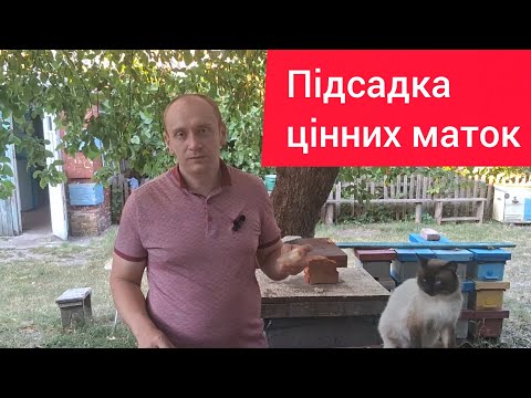 Видео: Проблемно підсажуємо маток, контрольованого запліднення. 