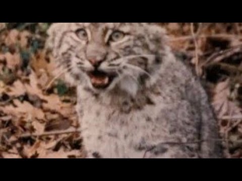 Видео: Фантастические советы по отлову рысей. #отловрырысей #ловец #отлов #контрольхищников