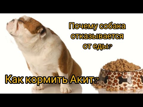 Видео: Почему собака отказывается от еды? Как кормить Акит? #akita #акитомания#dog #video#собака#еда#рацион