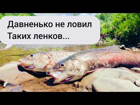 Видео: Ленок сделал всю рыбалку💪Подловил не много Хариуса#fishing#рыбалка#горнаярека#приморье#хариус#ленок