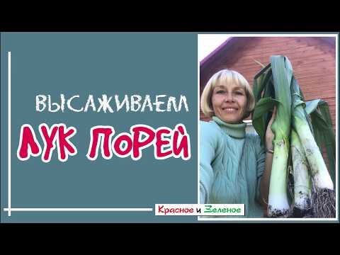 Видео: Посадка лука порея в грунт. Когда и как?