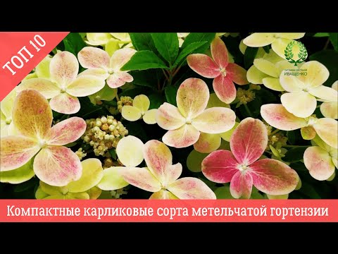 Видео: Компактные карликовые сорта Метельчатой гортензии. ТОП 10. Питомник 🌹 и 🌲 Е. Иващенко