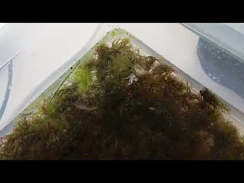 Видео: Что я привёз с океана. Отчёт по Тенерифе для морских аквариумистов имеет ли смысл туда ехать.