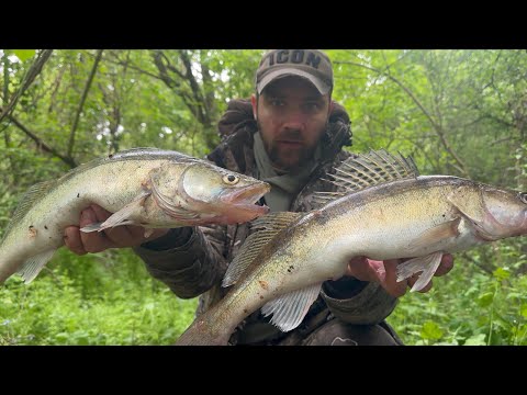 Видео: СУДАК з кожного закиду!!! супер приманка косить судака мішками!