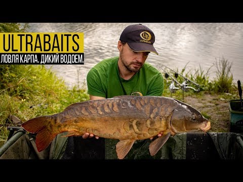 Видео: Ловля карпа. Дикий водоём.
