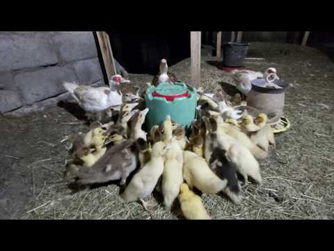 Видео: Утята заболели (( лечим и не унываем!!