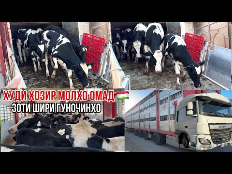 Видео: Скотовоз Гуночинои шири омад шукр🇹🇯10 сентября 2024 г.