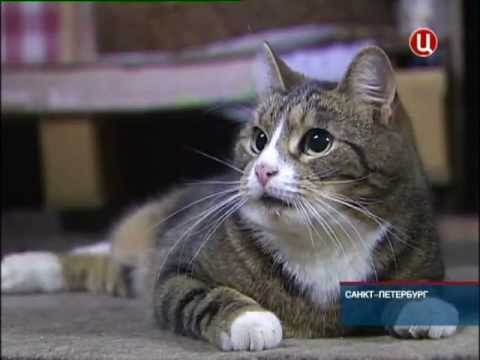 Видео: В Санкт-Петербурге отметили День эрмитажного кота