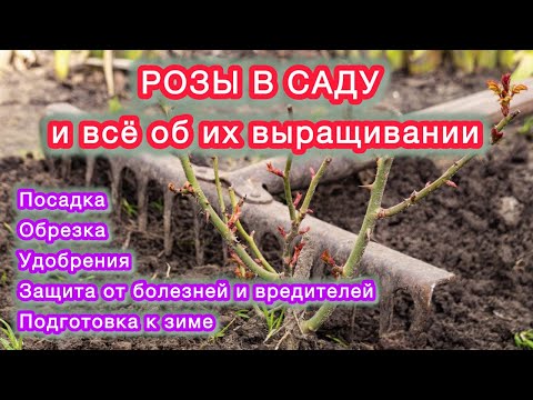 Видео: РОЗЫ - все этапы ухода от посадки до зимовки.