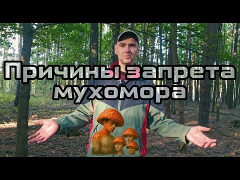 Видео: Возможные причины запрета мухомора.