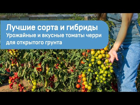 Видео: Лучшие сорта гибриды. Урожайные и вкусные томаты черри для открытого грунта