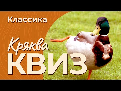 Видео: КРЯКВА КВИЗ КЛАССИКА #6 — Викторина на логику и эрудицию