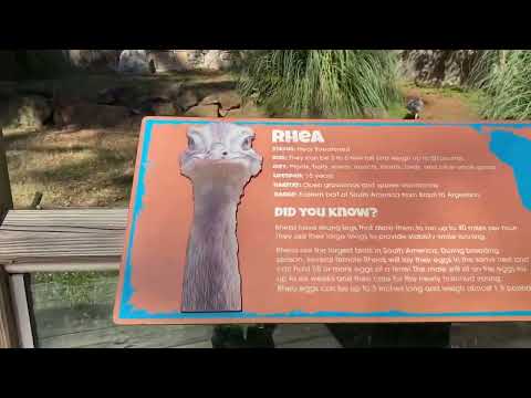 Видео: Наш визит в местный зоопарк. Часть первая@allenbrackett