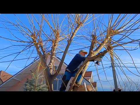 Видео: Хватит отдыхать! Обрезаем деревья, готовим мульчу и обед!