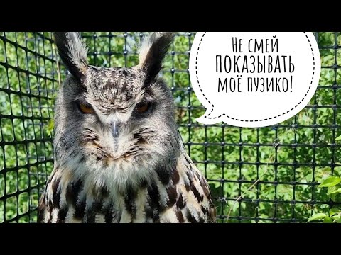 Видео: Визит совы Ёлки в дом на время покоса её вольера. Пухнявая гусеница и маленький синий цветок